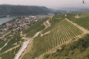 Oenotourisme dans la Vallée du Rhône